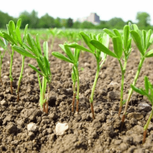 semina lenticchie primavera
