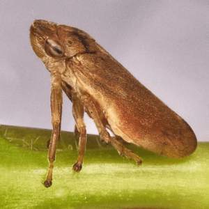 sintomi disseccamento xylella