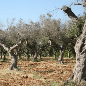 xylella fastidiosa piante olivo