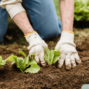 Benefici concreti per il terreno e per le piante