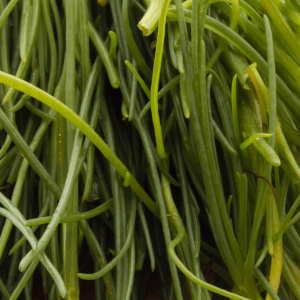 Caratteristiche botaniche degli agretti tra estetica e resistenza