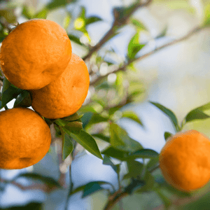 Come si diffonde il mal secco