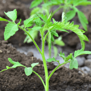 Compatibilità con altri prodotti biologici