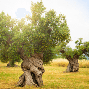 Conclusione curare l’olivo significa curare l’equilibrio del suo ambiente