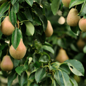 Conclusione il pero, alleato silenzioso dell’orto naturale