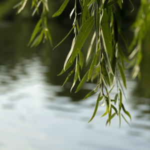 Conclusione il potere discreto del salice nell'orto naturale