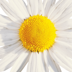Conclusione un piccolo fiore per grandi risultati