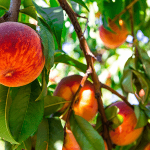 FAQ – Coltivare il pesco in modo naturale