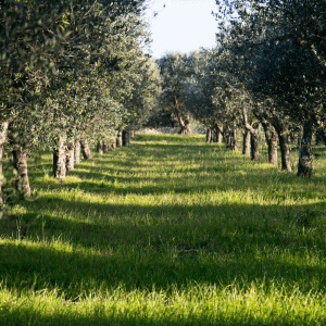 FAQ – Mal del piombo nelle piante domande frequenti per chi coltiva in modo naturale