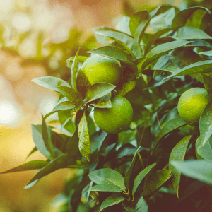 L’agricoltura biologica può davvero contenere il mal secco