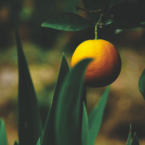 Le buone pratiche agronomiche fanno la differenza