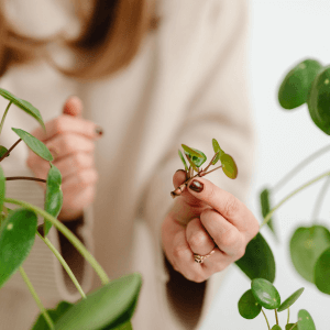 Le piante più a rischio delicatezza e pazienza