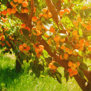 L’importanza di un’irrigazione equilibrata per un albicocco sano e produttivo