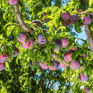 L'irrigazione del susino regolarità nei primi anni, attenzione alla fruttificazione