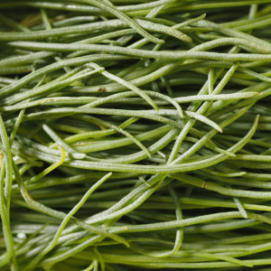 Malattie e parassiti agretti rustici, ma non invincibili