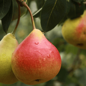 Nutrizione naturale concimare con equilibrio