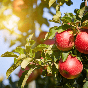 Tecniche agronomiche per rallentare lo scopazzi del melo