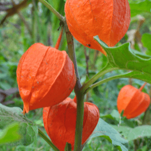Coltivazione dell’Alchechengi: Guida per un Raccolto Esotico