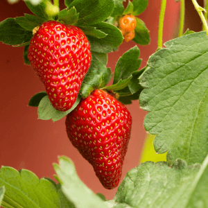 Come Coltivare Fragole: Guida Completa per un Raccolto Perfetto