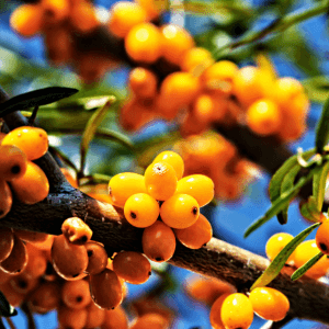 Coltivazione dell’Olivello Spinoso: Consigli Utili per il tuo orto