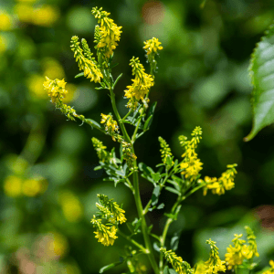 Coltivare Piante Officinali: Benefici e Utilizzi in Cucina e Medicina