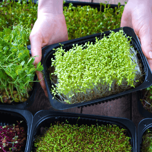 Guida alla Coltivazione di Microgreens: Verdure in Miniatura