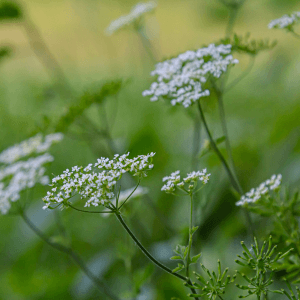 Come Coltivare il Cerfoglio nel Tuo Orto: I Segreti della Pianta