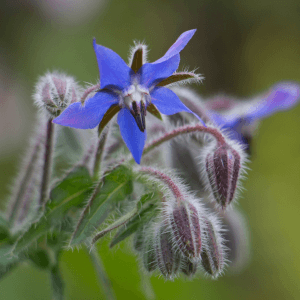 Coltivazione della Borragine: Guida Completa