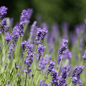 Coltivazione della Lavanda: Consigli Utili