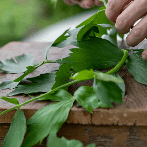 Come Coltivare il Levistico