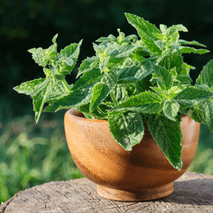 Come Coltivare la Melissa nel Tuo Orto: Guida Completa