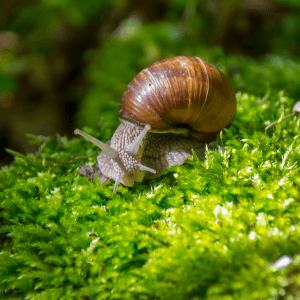 Come Proteggere l’Orto dalle Lumache e Chiocciole: Soluzioni