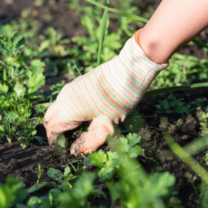 Diserbo Manuale: Tecniche, Attrezzi e Consigli